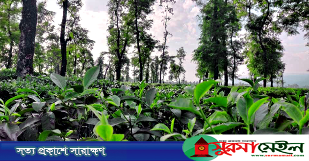চা বিক্রয়ে ন্যাশনাল টি কোম্পানির নতুন ইতিহাস