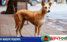 হবিগঞ্জে কুকুরের কামড়ে নারী ও শিশুসহ আহত ৪৫