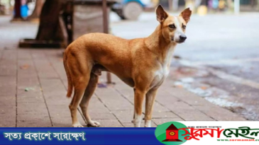 হবিগঞ্জে কুকুরের কামড়ে নারী ও শিশুসহ আহত ৪৫