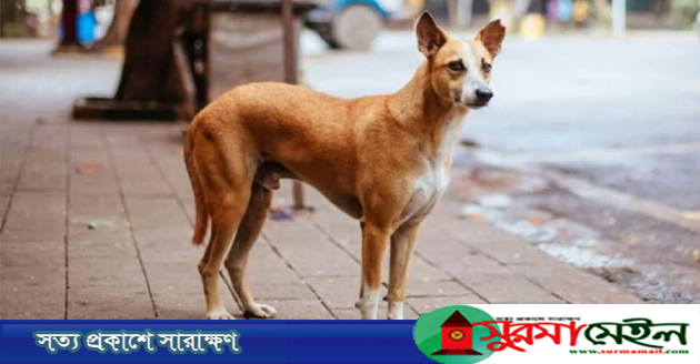 হবিগঞ্জে কুকুরের কামড়ে নারী ও শিশুসহ আহত ৪৫