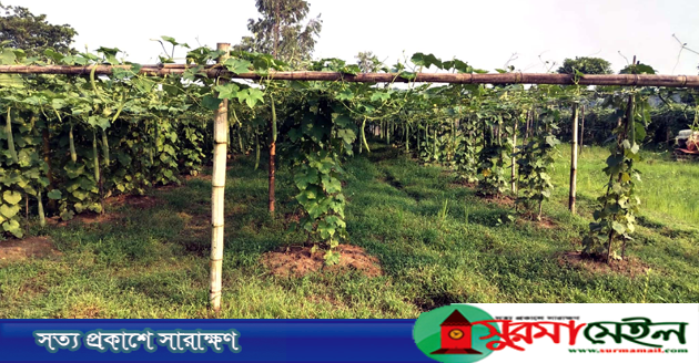 আদালতের নির্দেশ অমান্য করে স্থিতাবস্থা জমিতে সবজি বাগান