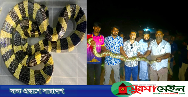 শ্রীমঙ্গলে লোকালয়ে অজগর ও বিপন্ন শঙ্খিনী সাপ উদ্ধার