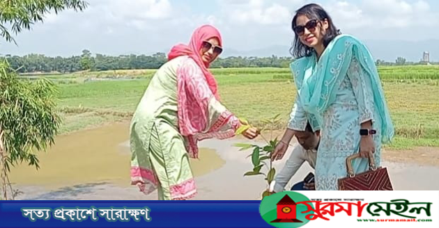 কানাইঘাট স্টেডিয়ামে চেয়ার স্থাপন ও বৃক্ষরোপন